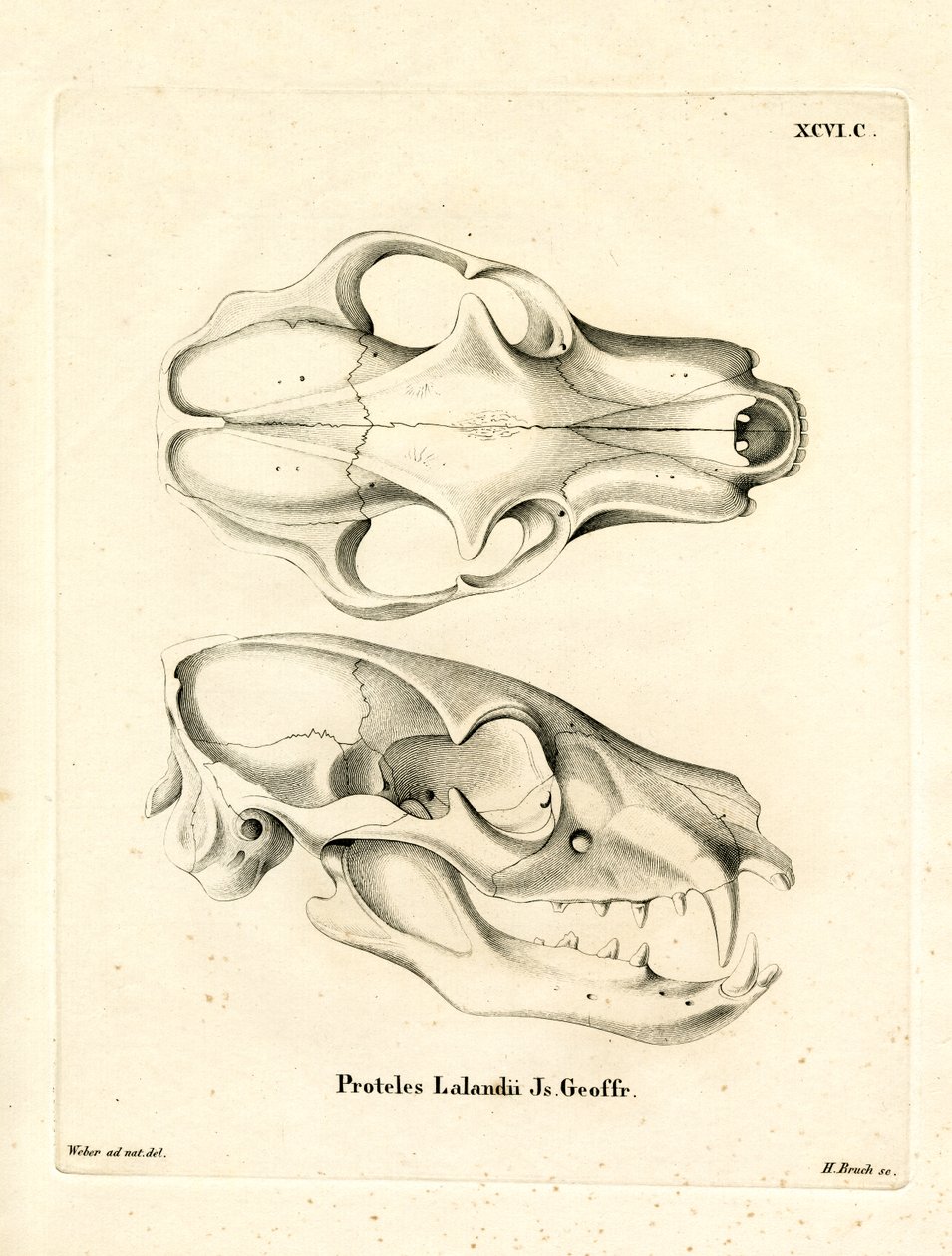 Aardwolf Skul (renkli gravür) by German School