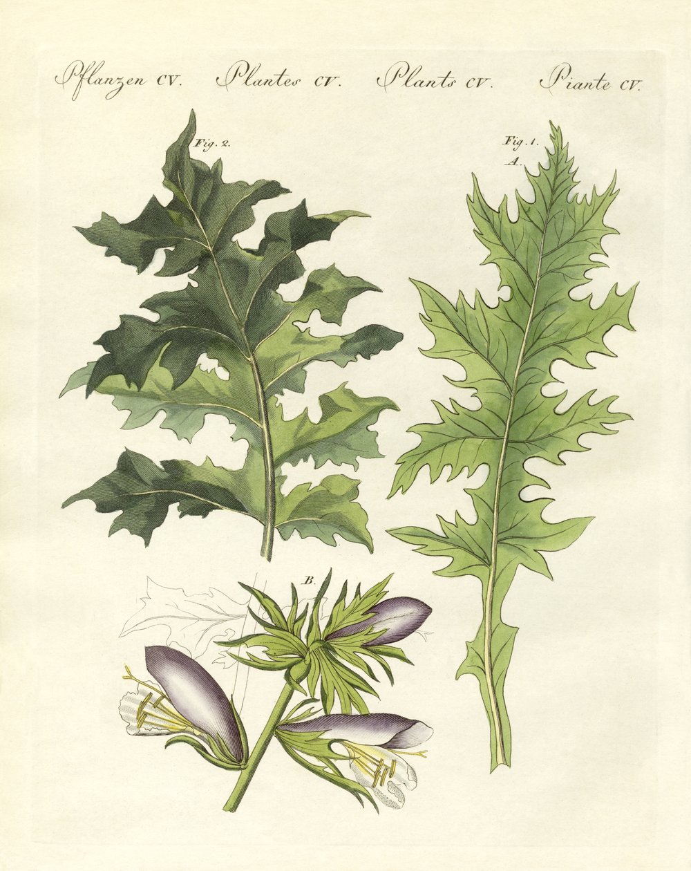 Acanthus bitkileri (renkli gravür) by German School