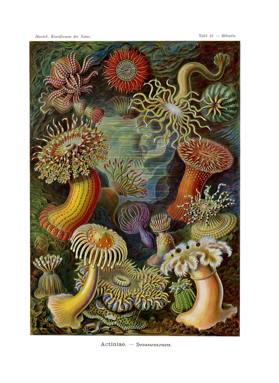 Actiniae veya Actiniaria, 1899-1904 by German School