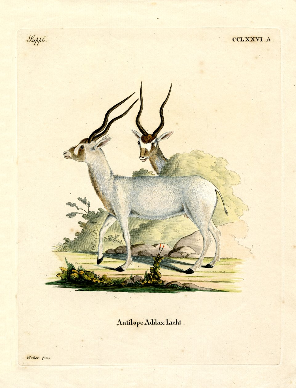 Addax Antilopu (renkli gravür) by German School