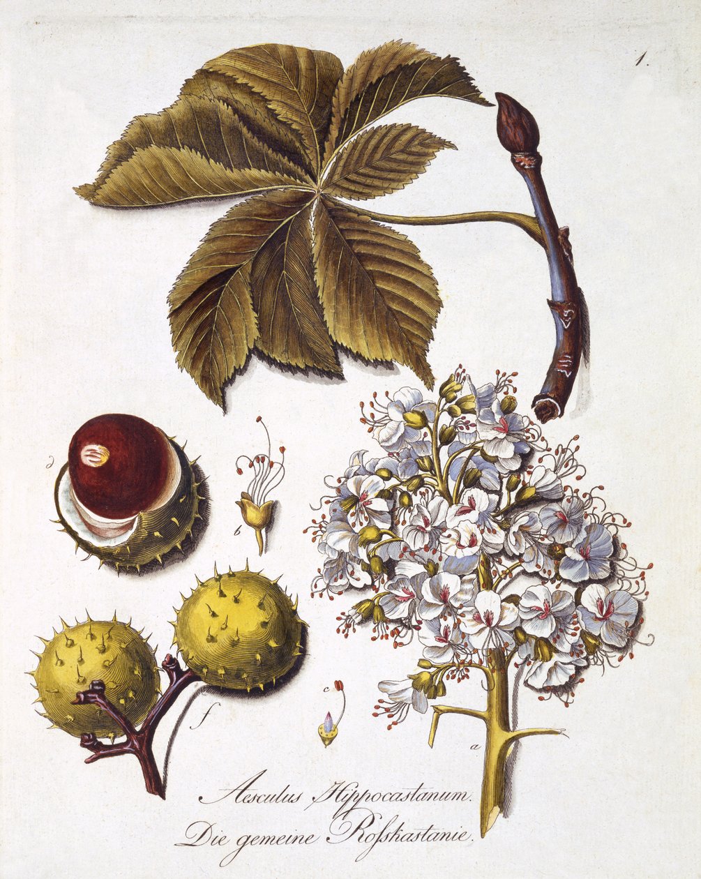 Aesculus Hippocastanum, Johann Daniel von Reitter