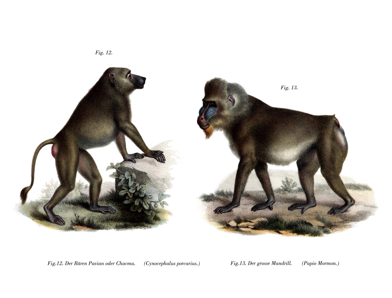 Afrika Babunu, 1860 by German School