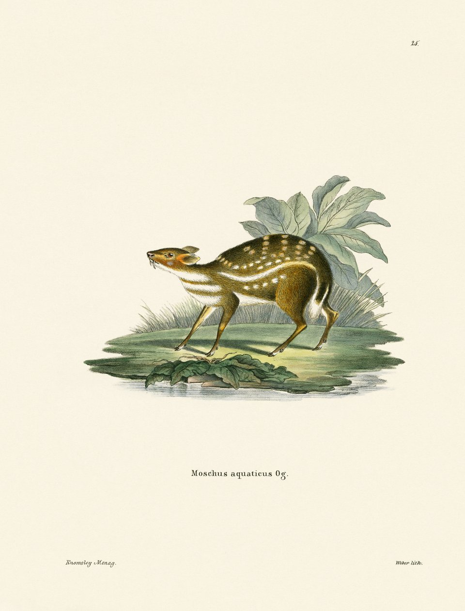 Afrika Chevrotain (renkli gravür) by German School
