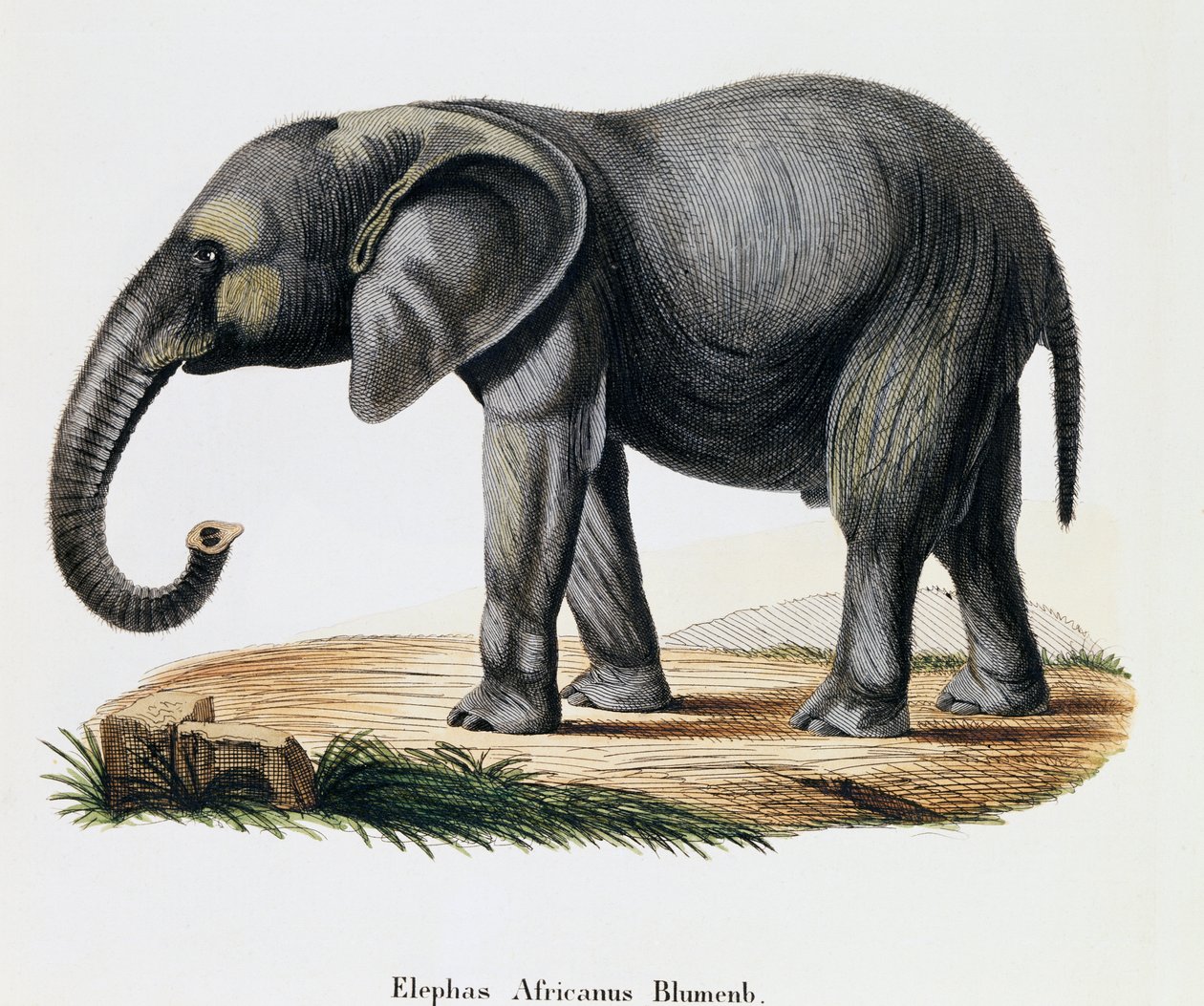 Afrika Fili (Elephas africanus), Memelilerden Doğadan açıklamalarla, Johann Christian Daniel von Schreber (1739-1810), A Fleischmann, Almanya tarafından çizildikten sonra IC Bock tarafından gravür by German School