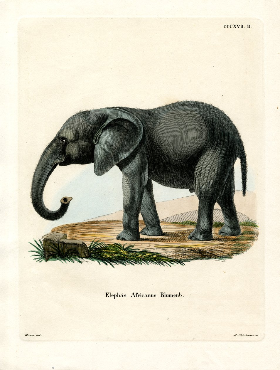Afrika Fili (renkli gravür) by German School
