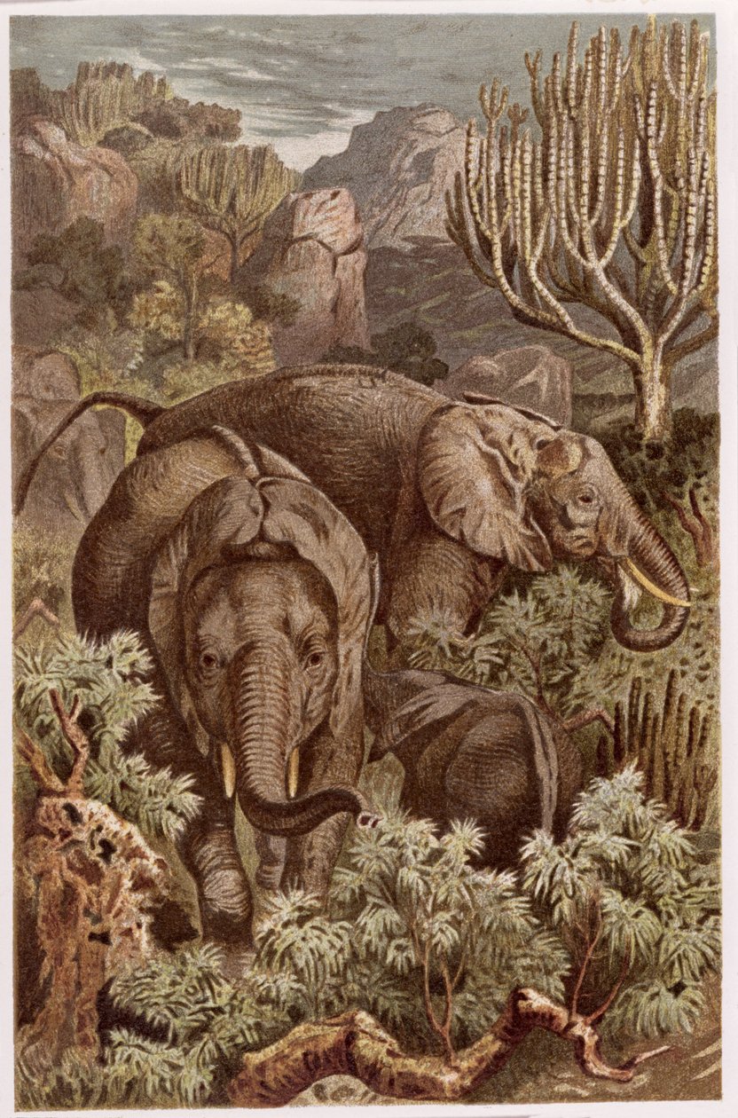 Afrika Fili, Brehms Tierleben