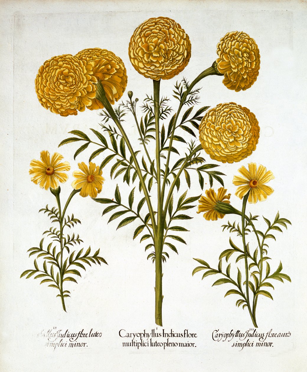 Hortus Eystettensis