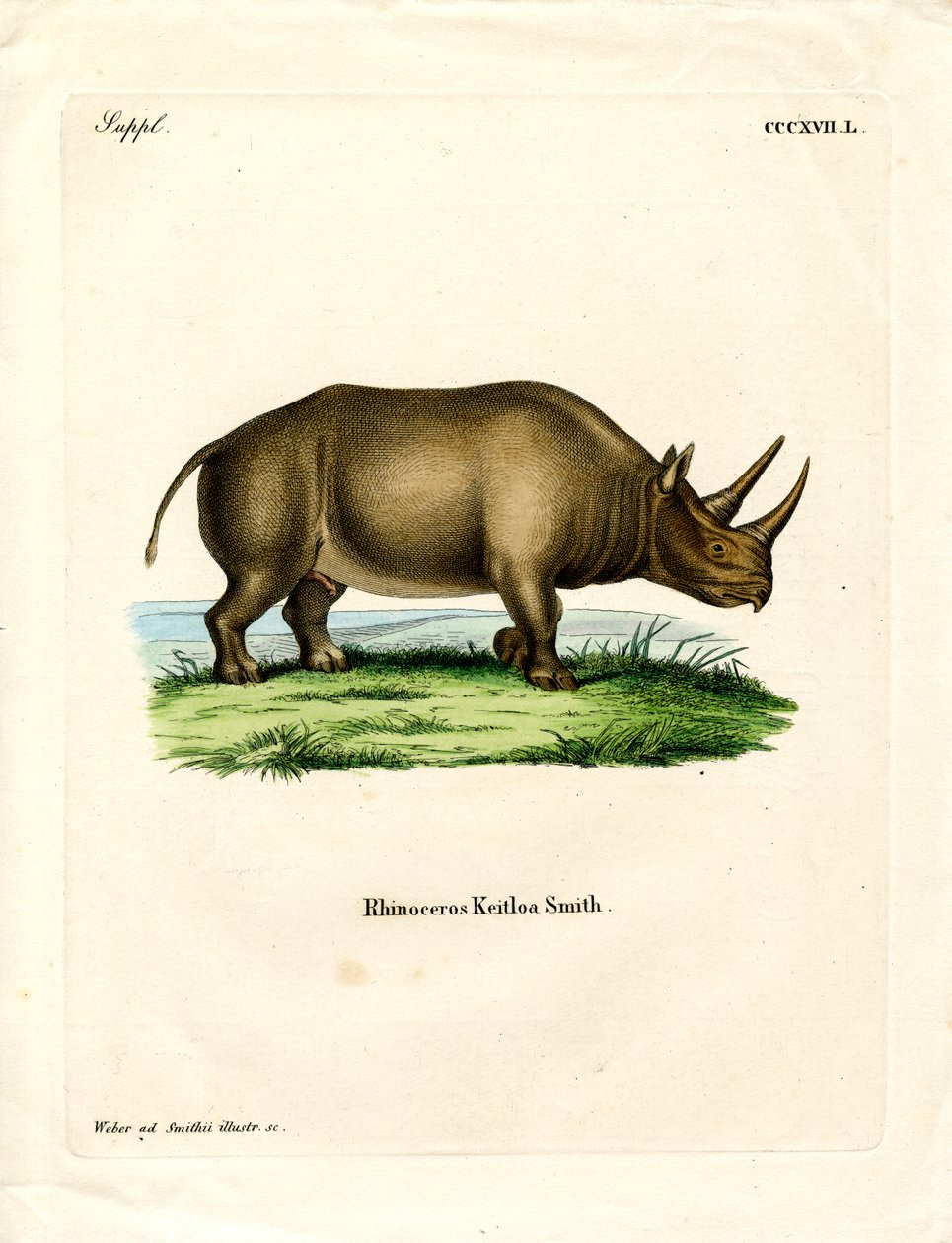 Afrika Gergedanı (renkli gravür) by German School