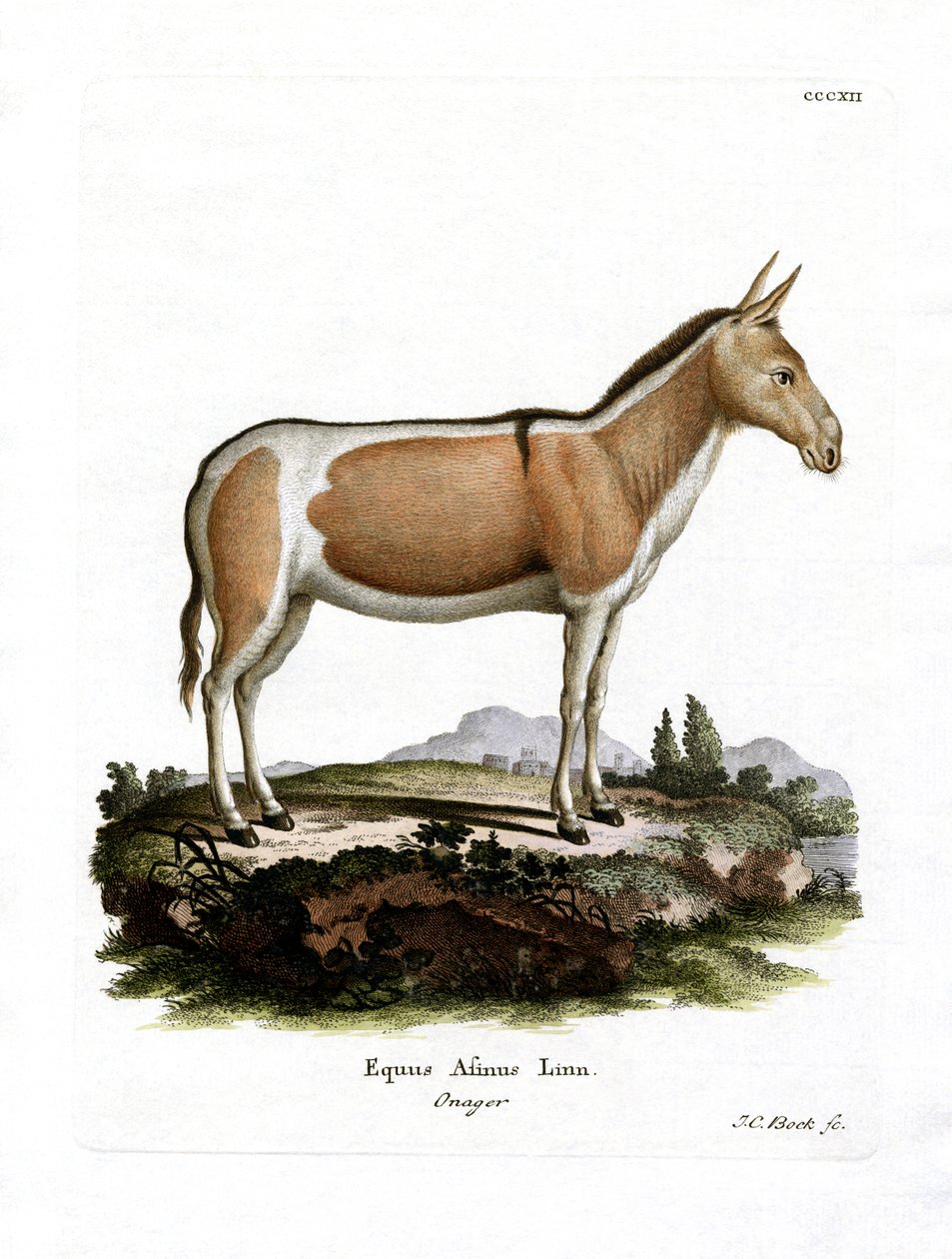 Afrika Vahşi Eşek (renkli gravür) by German School
