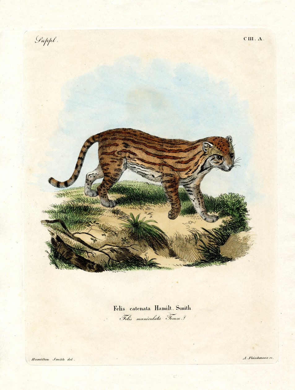 Afrika Vahşi Kedisi (renkli gravür) by German School