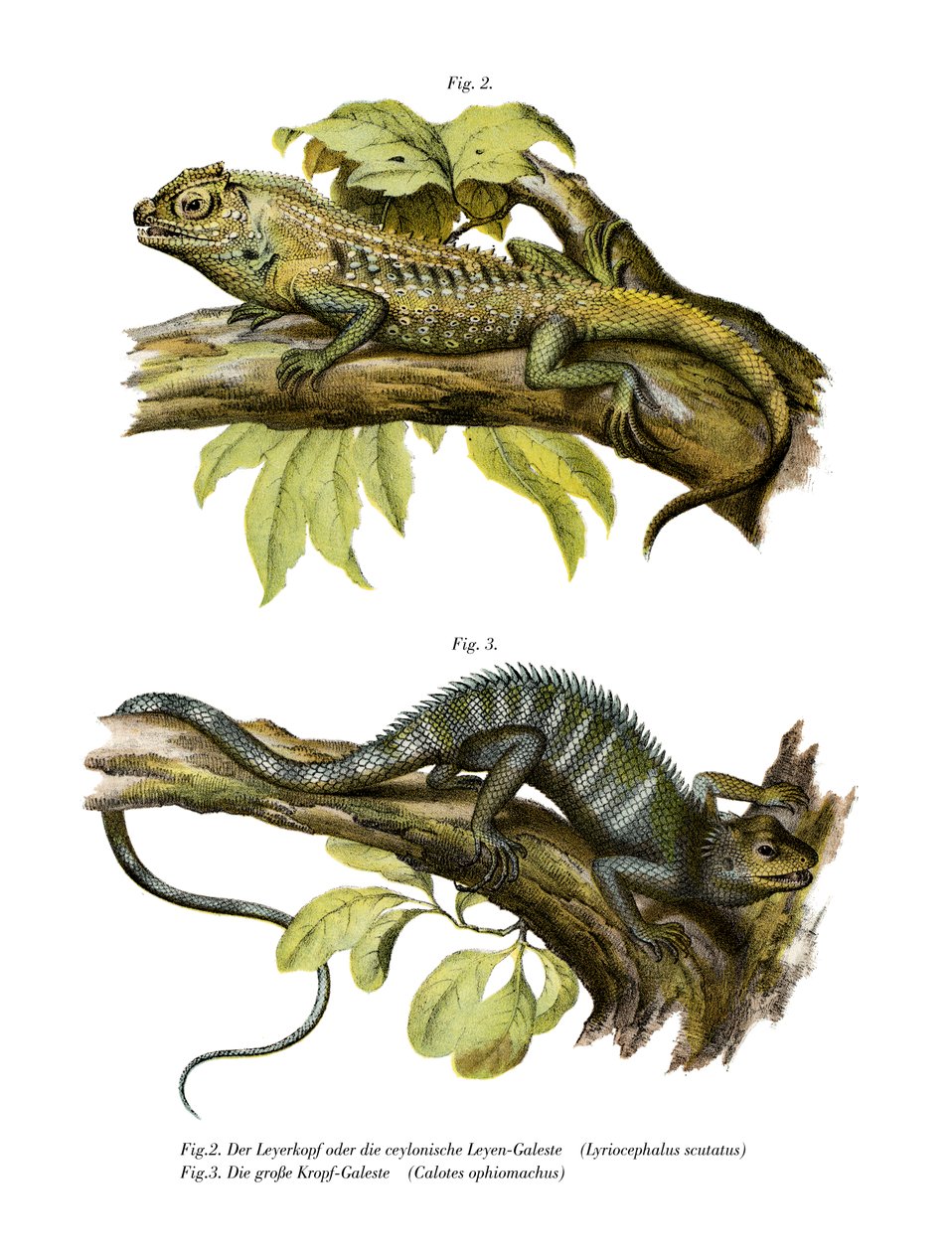 Agamid Kertenkele (renkli taş) by German School