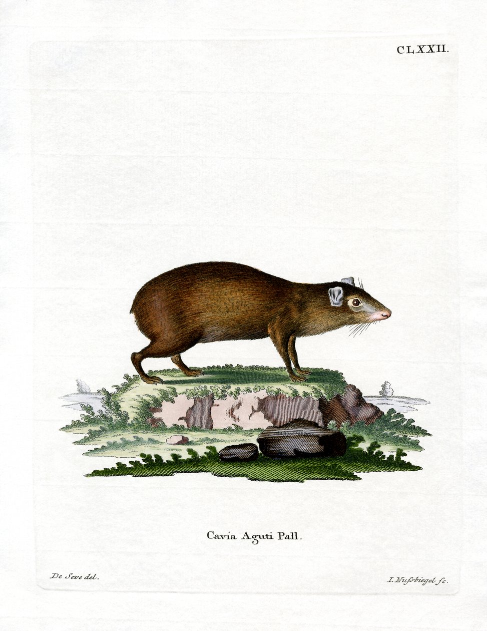 Agouti (renkli gravür) by German School