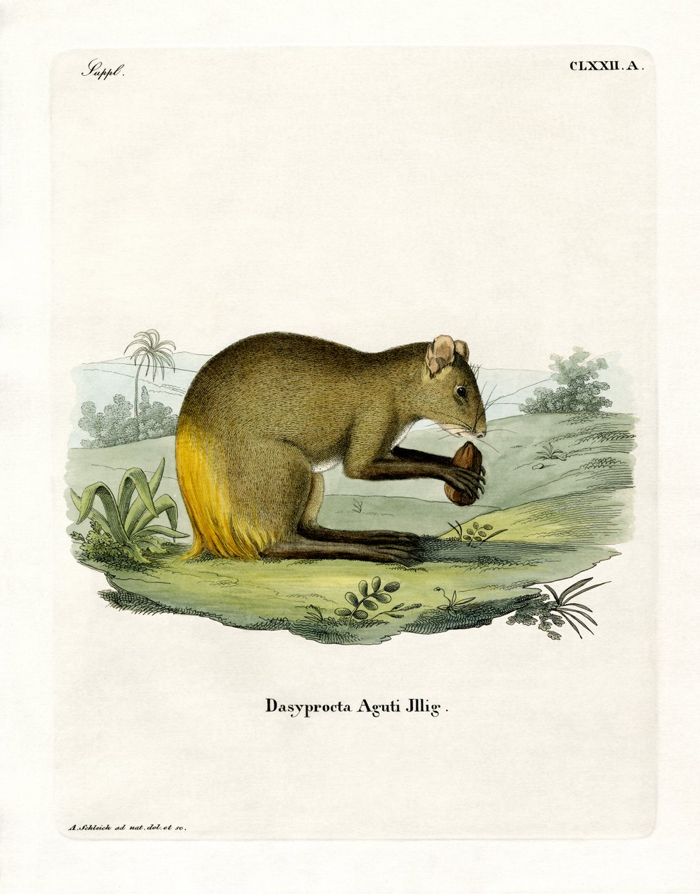 Agouti (renkli gravür) by German School