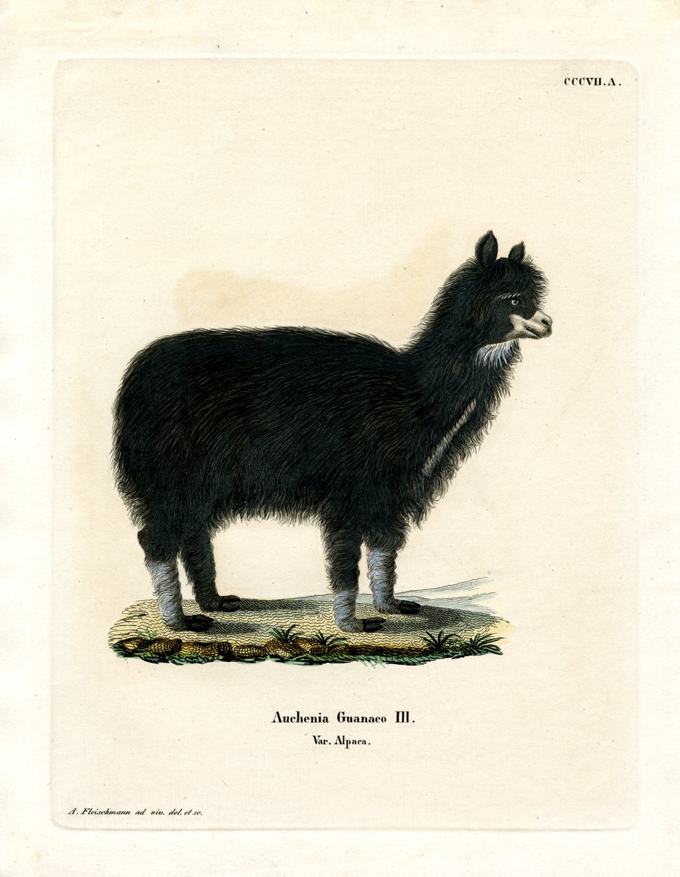 Alpaka (renkli gravür) by German School