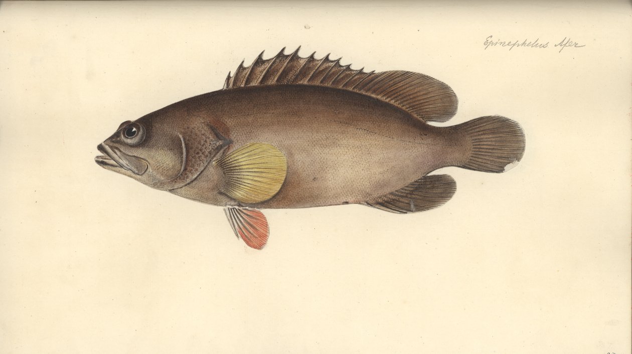 Alphestes afer, 1793