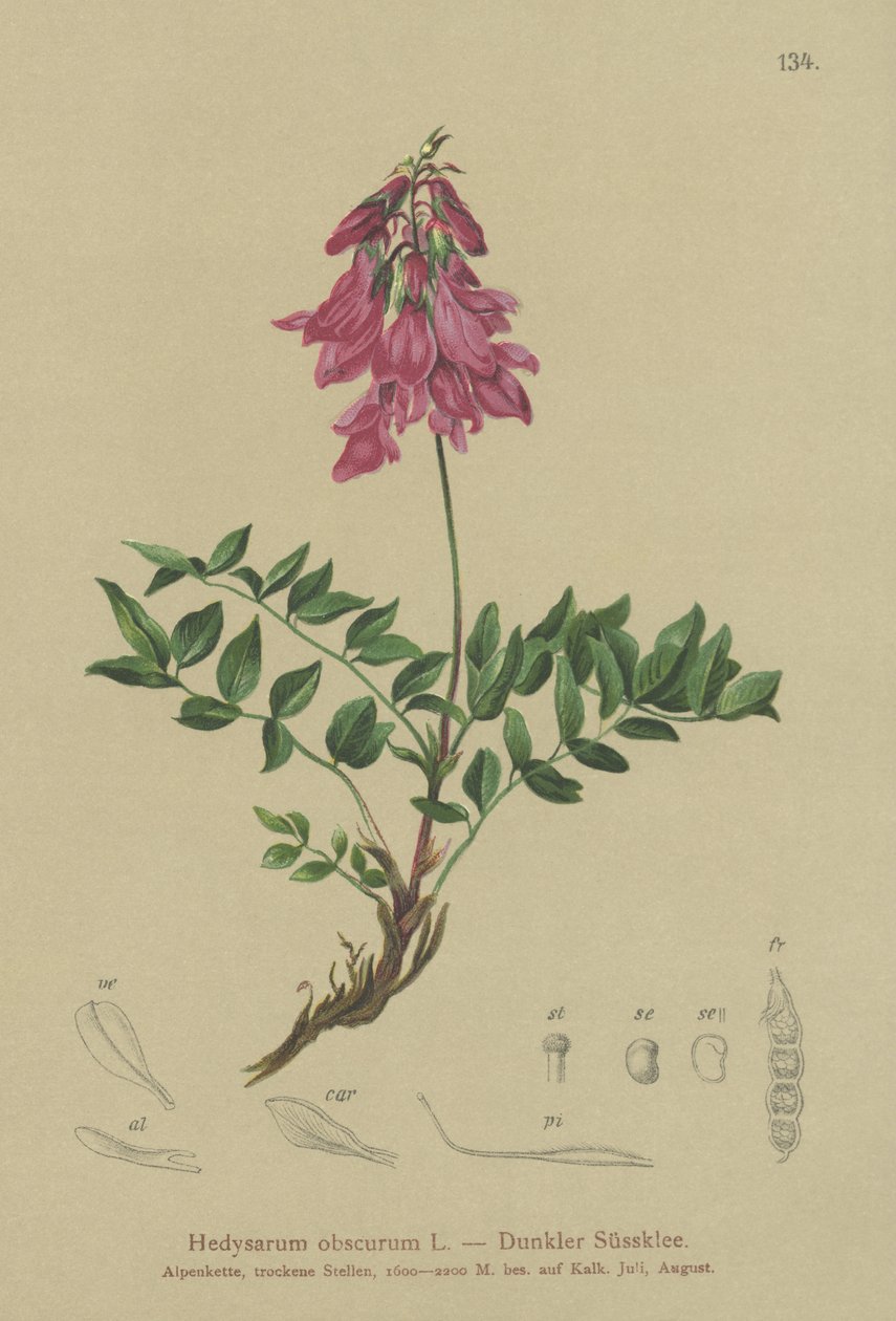 Alp (Hedysarum obscurum, Hedysarum hedysaroides) by German School