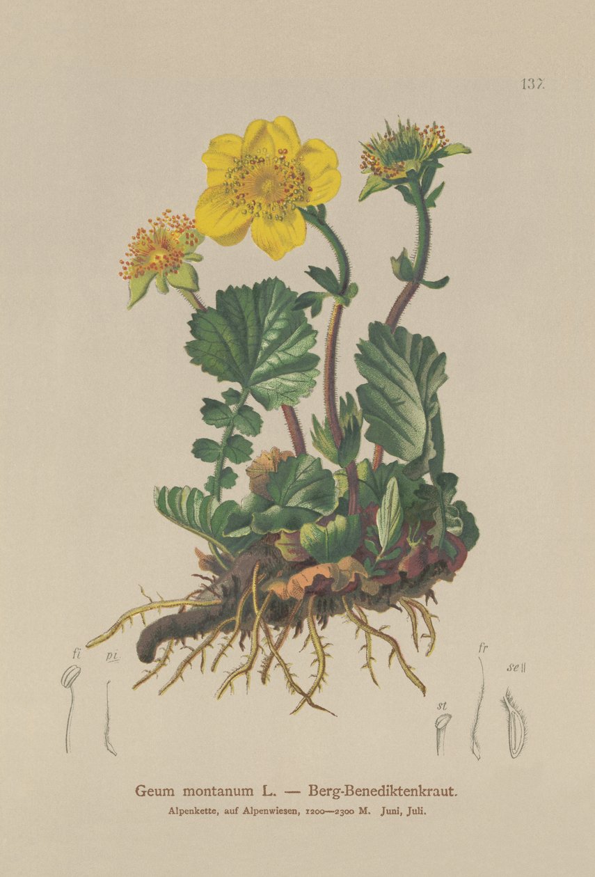 Alp Avens (Geum montanum) by German School
