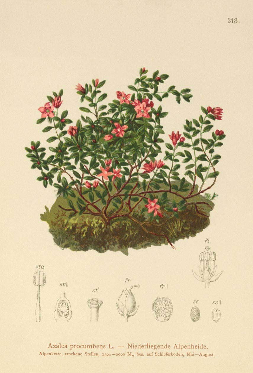 Alp Açelya (Azalea procumbens, Loiseleuria procumbens, Kalmia procumbens) by German School