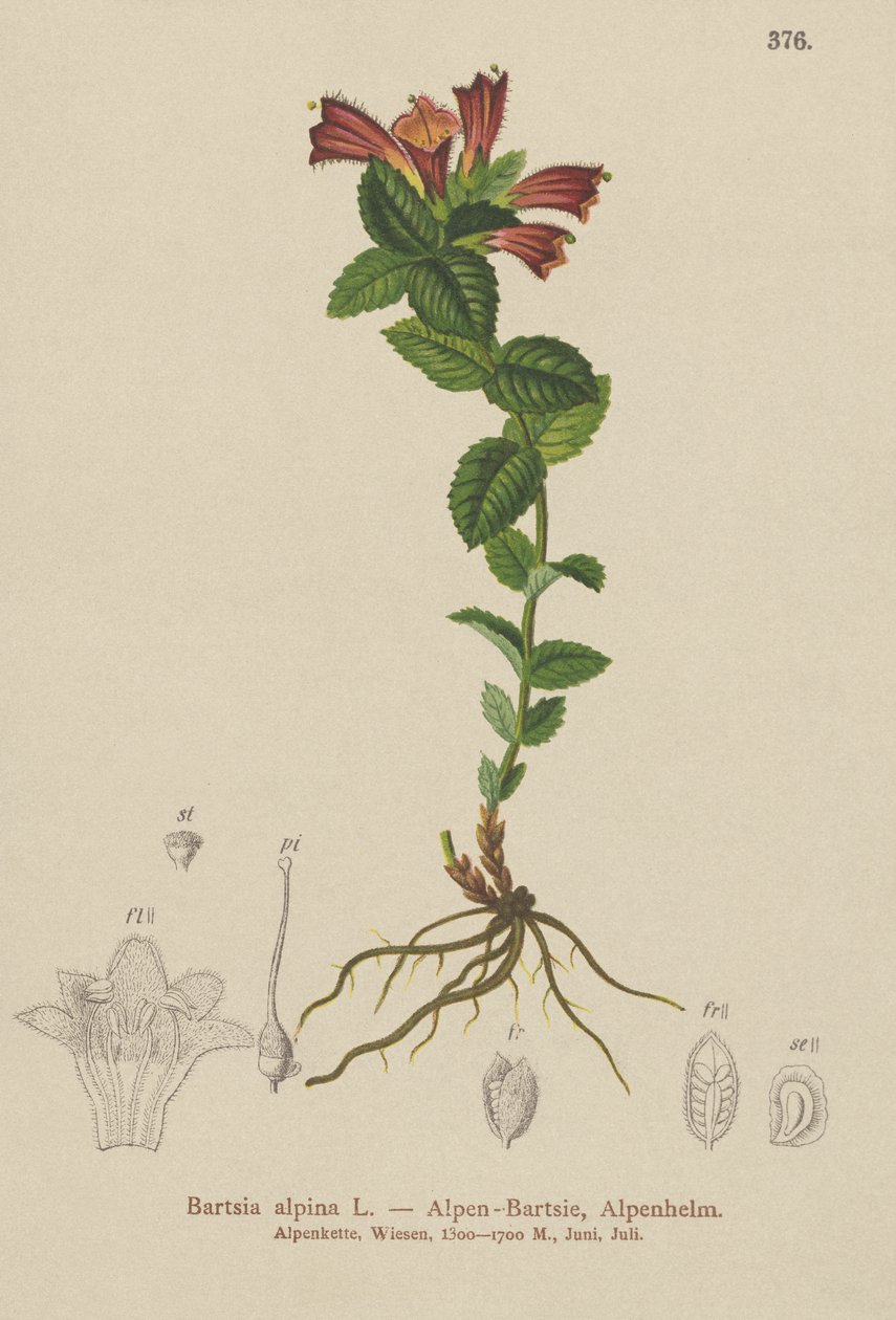 Alp Bartsia (Bartsia alpina) by German School