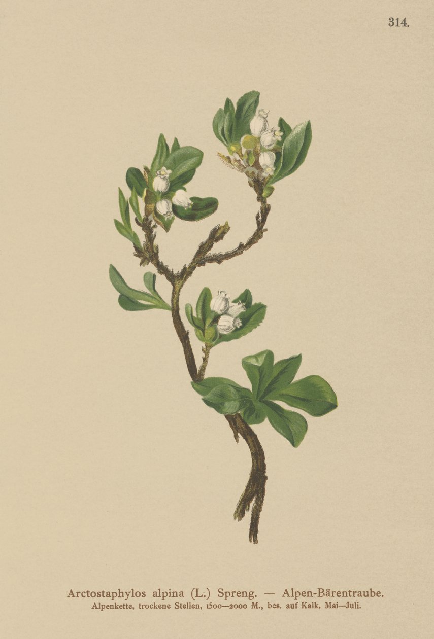 Alp Bearberry (Arctostaphylos alpina, Arctostaphylos alpinus) by German School