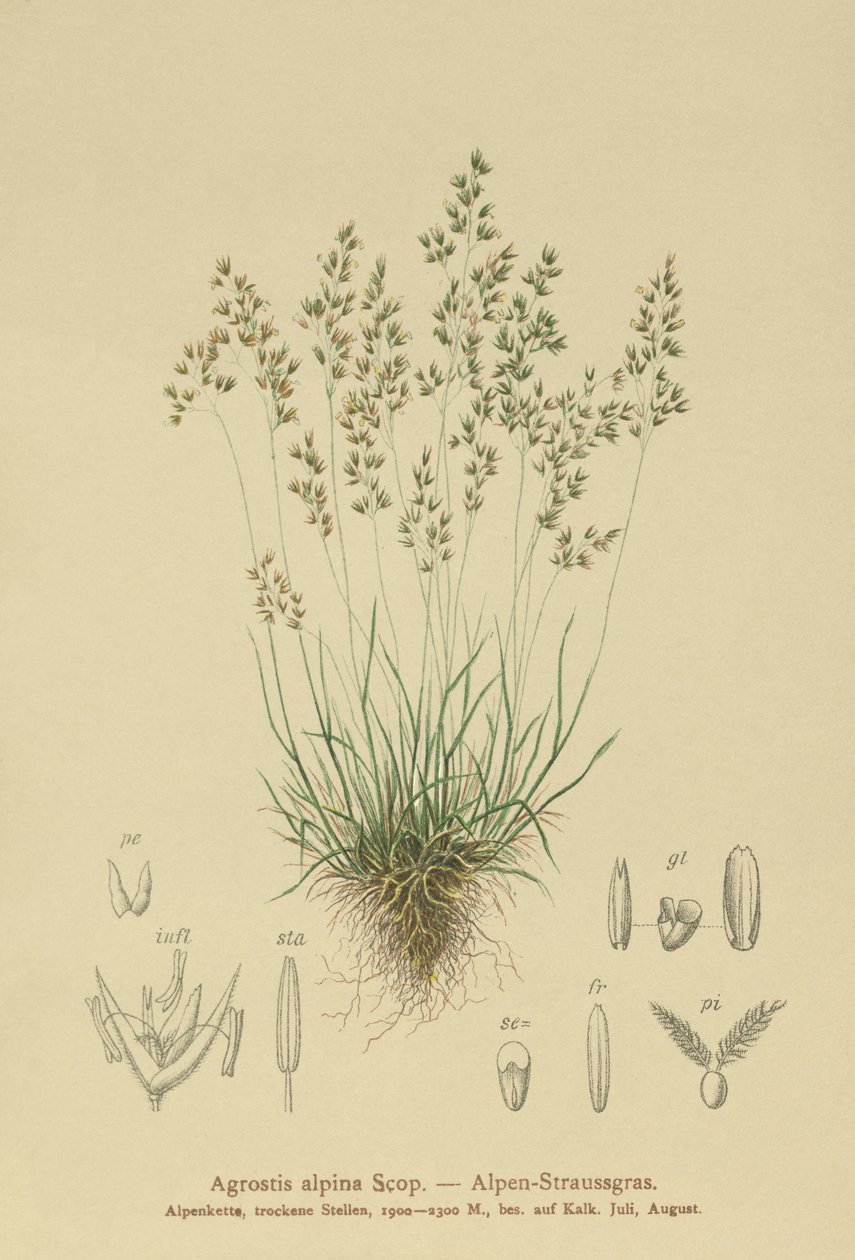 Alp Bentgrass (Agrostis alpina, Aira flavescens) by German School
