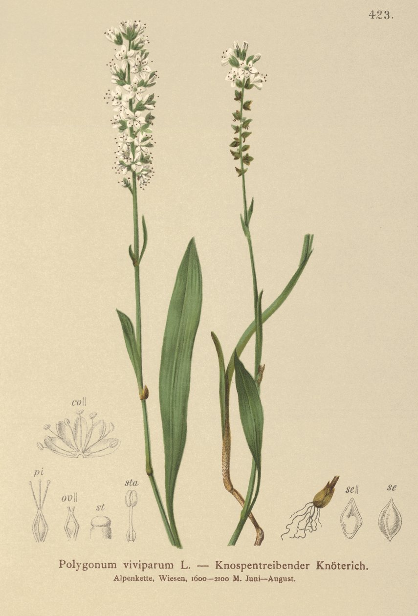 Alp Bistort (Bistorta vivipara, Polygonum viviparum, Persicaria vivipara) by German School