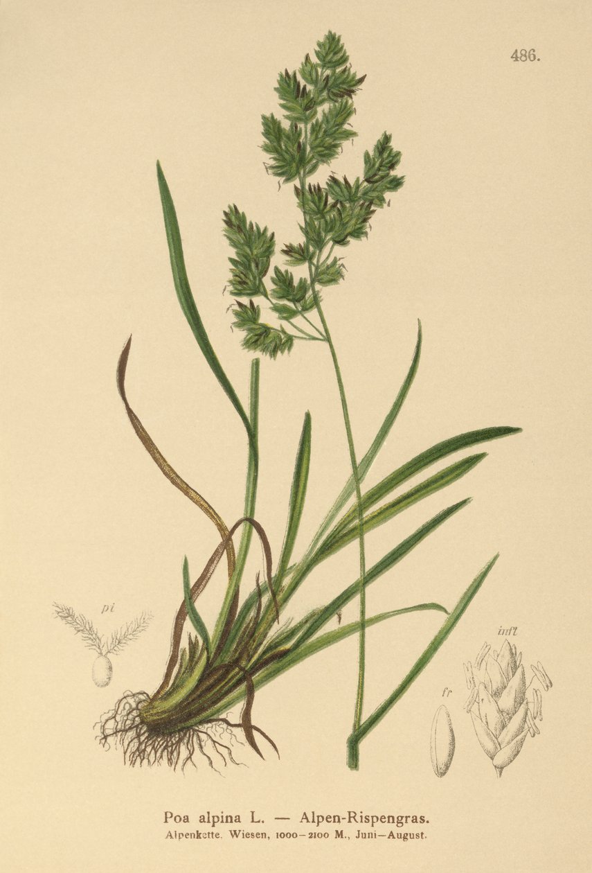 Alp Bluegrass (Poa alpina) by German School