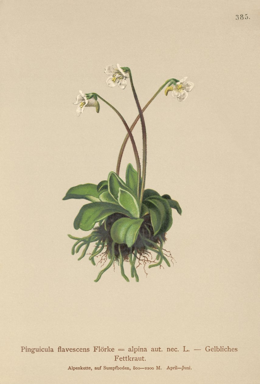 Alp Tereyağı (Pinguicula flavescens, Pinguicula alpina) by German School