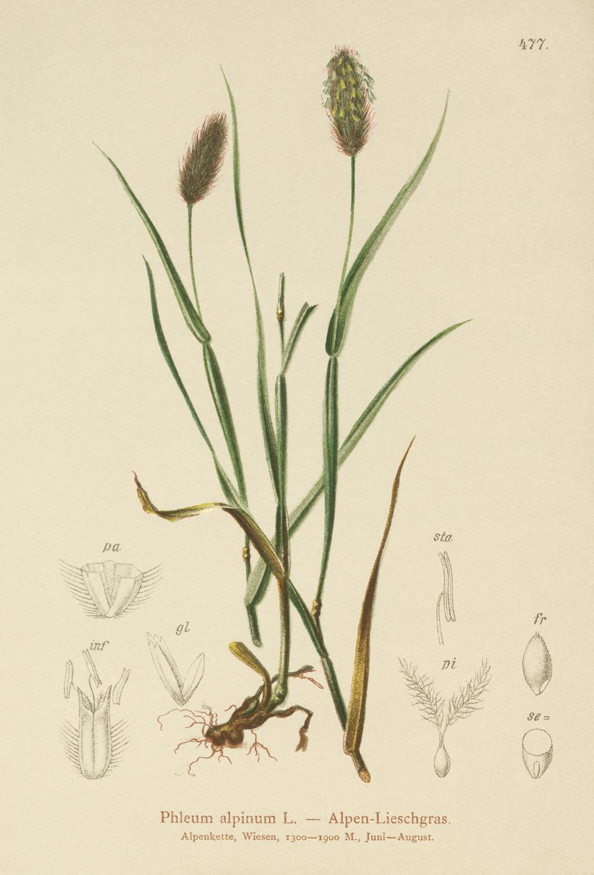 Alp Kedileri-kuyruğu (Phleum alpinum) by German School