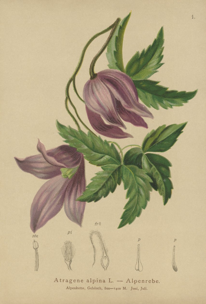 Alp Clematis (Atragene alpina, Clematis alpina) by German School