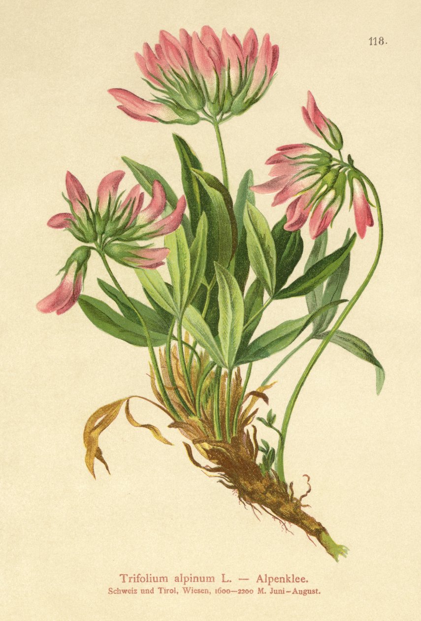 Alp Yoncası (Trifolium alpinum) by German School