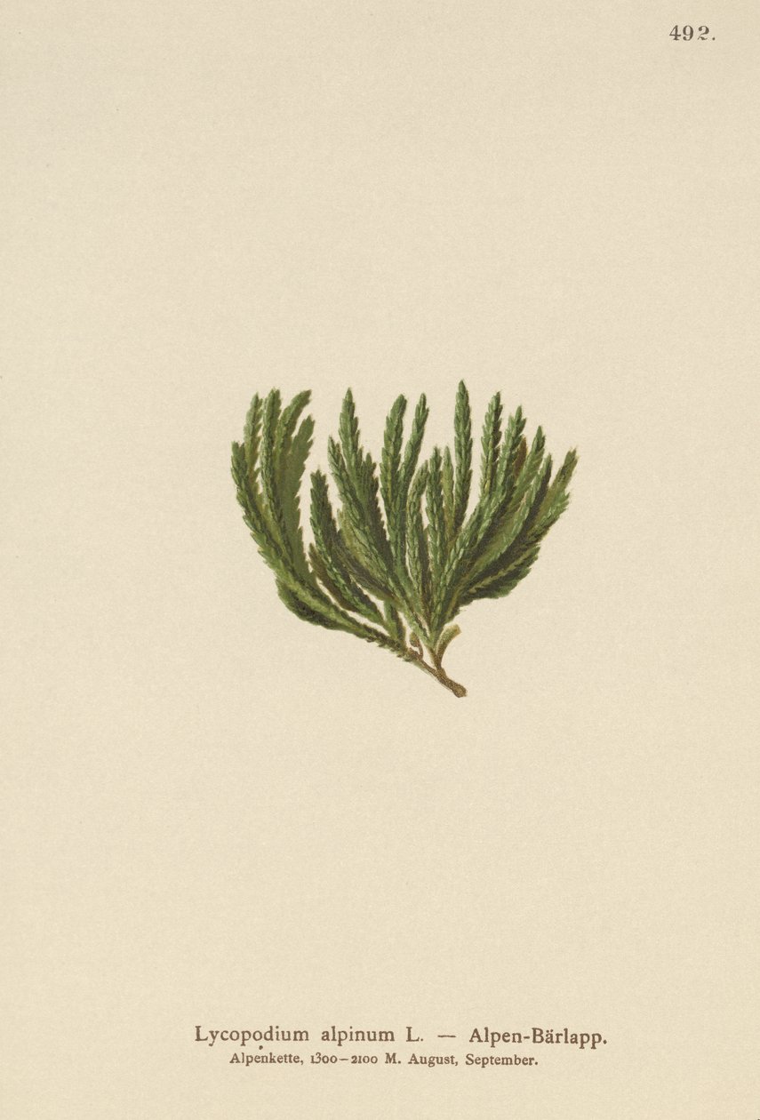 Alpin Clubmoss (Lycopodium alpinum, Diphasiastrum alpinum) by German School