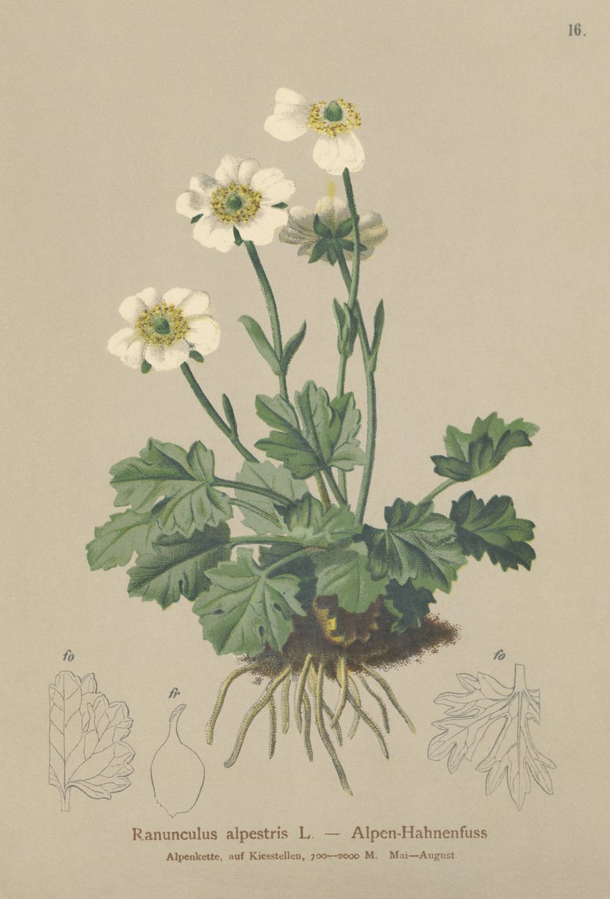 Alp Crowfoot (Ranunculus alpestris) by German School