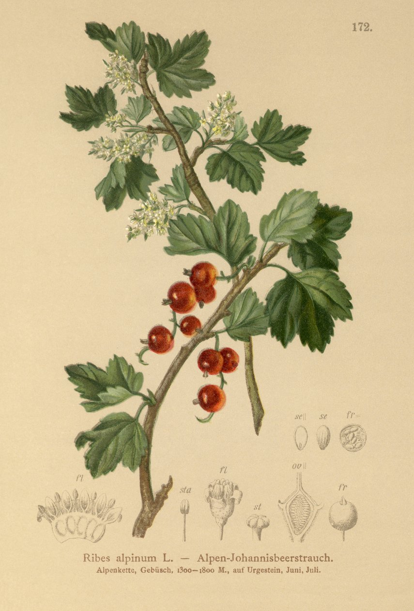 Alp Frenk Üzümü (Ribes alpinum) by German School