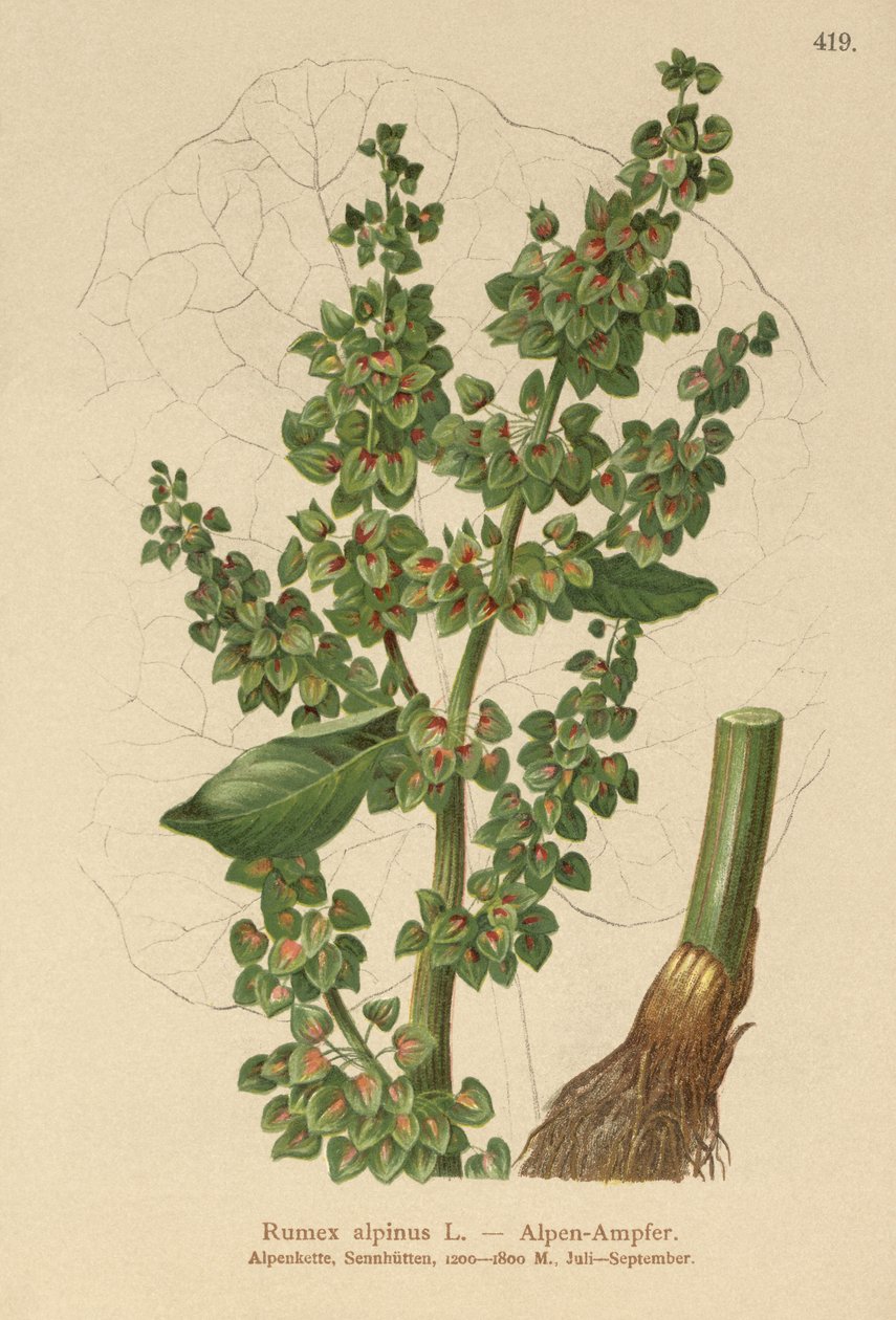 Alp İskelesi (Rumex alpinus) by German School