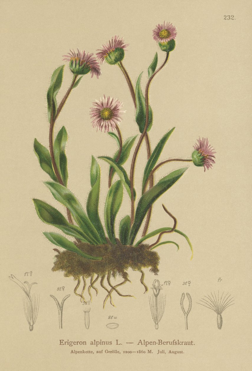 Alp Erigeron (Erigeron alpinus) by German School
