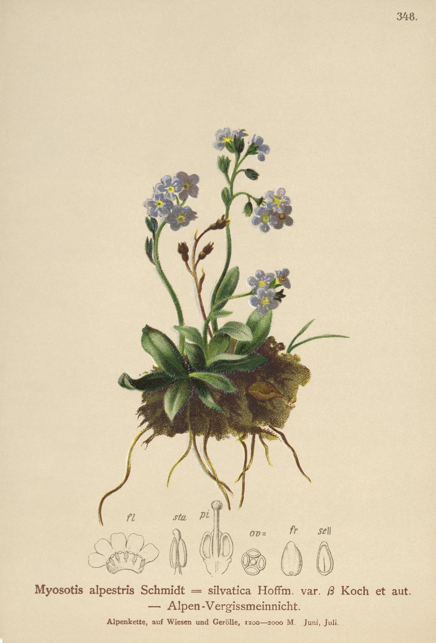 Alp Unutma beni (Myosotis alpestris, Myosotis silvatica) by German School