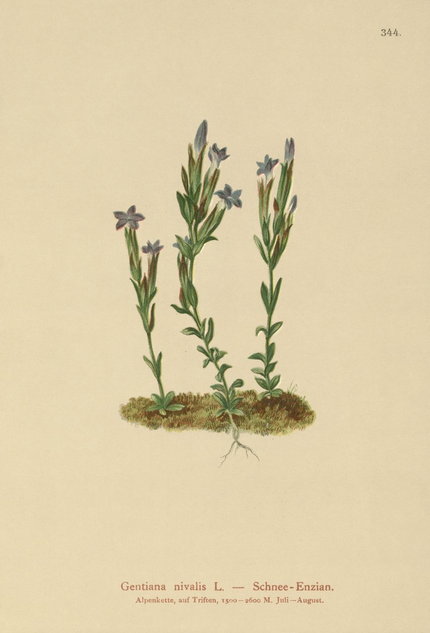 Alp Gentian (Gentiana nivalis) by German School