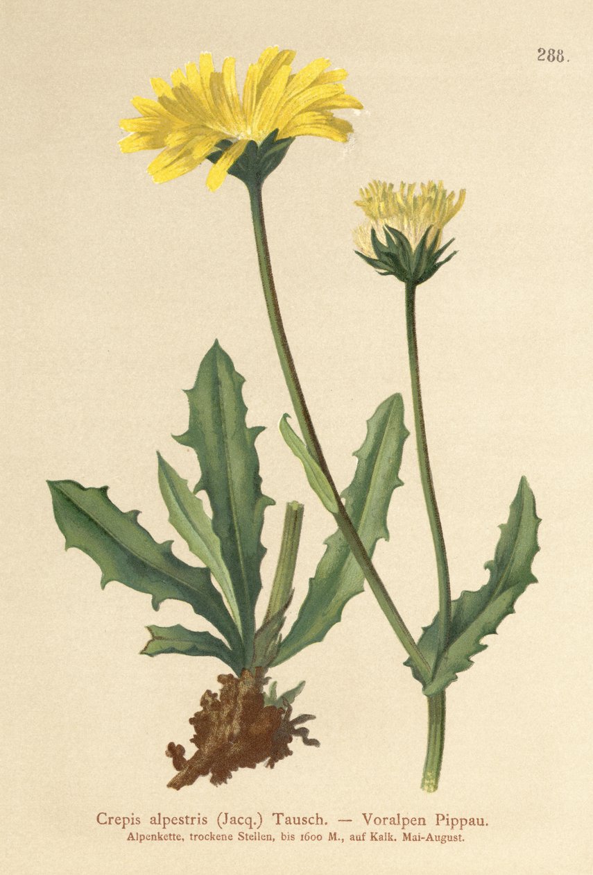 Alp Şahinleri Sakal (Crepis alpestris) by German School