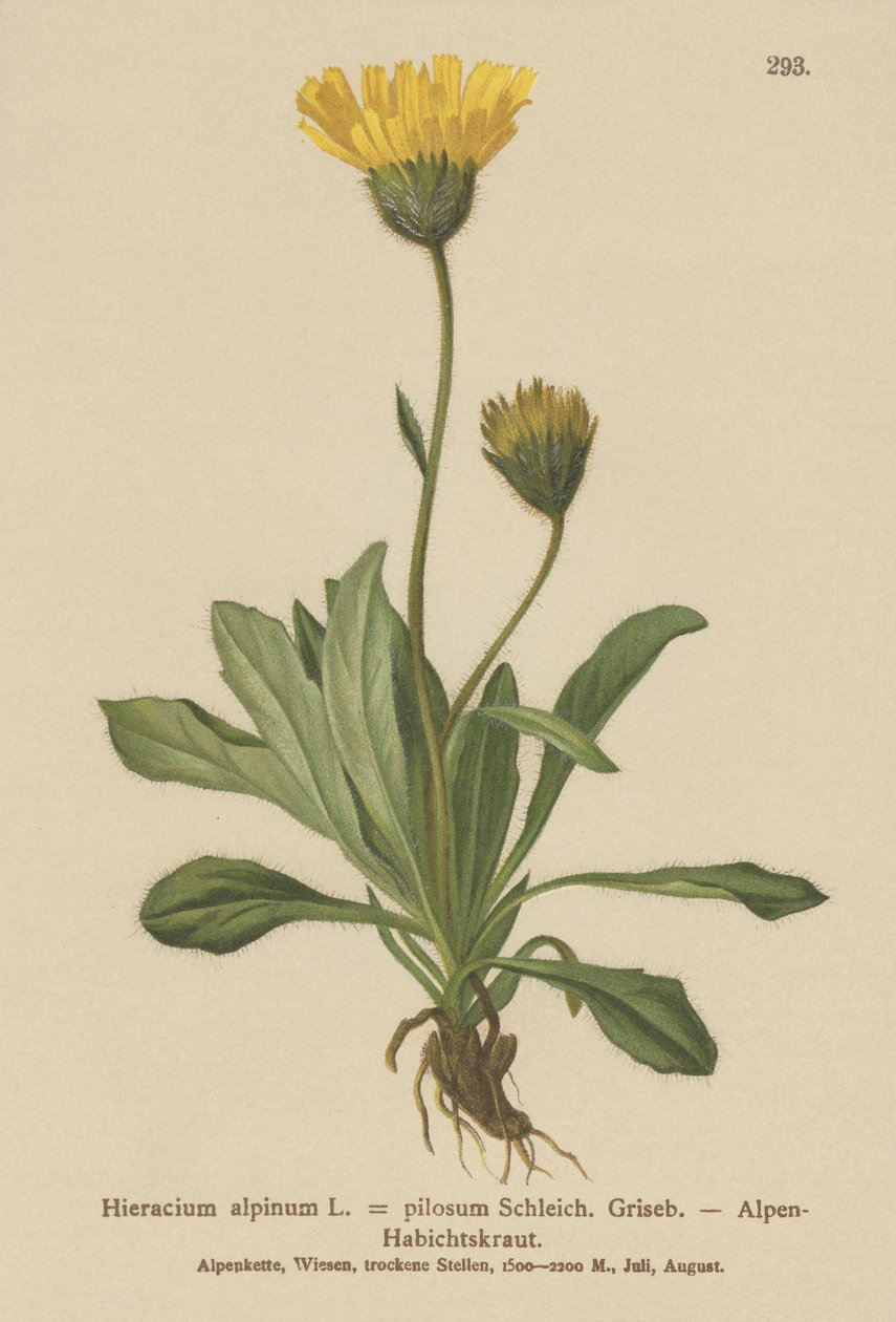 Alp Hawkweed (Hieracium alpinum, Hieracium alpenum, Hieracium pilosum) by German School