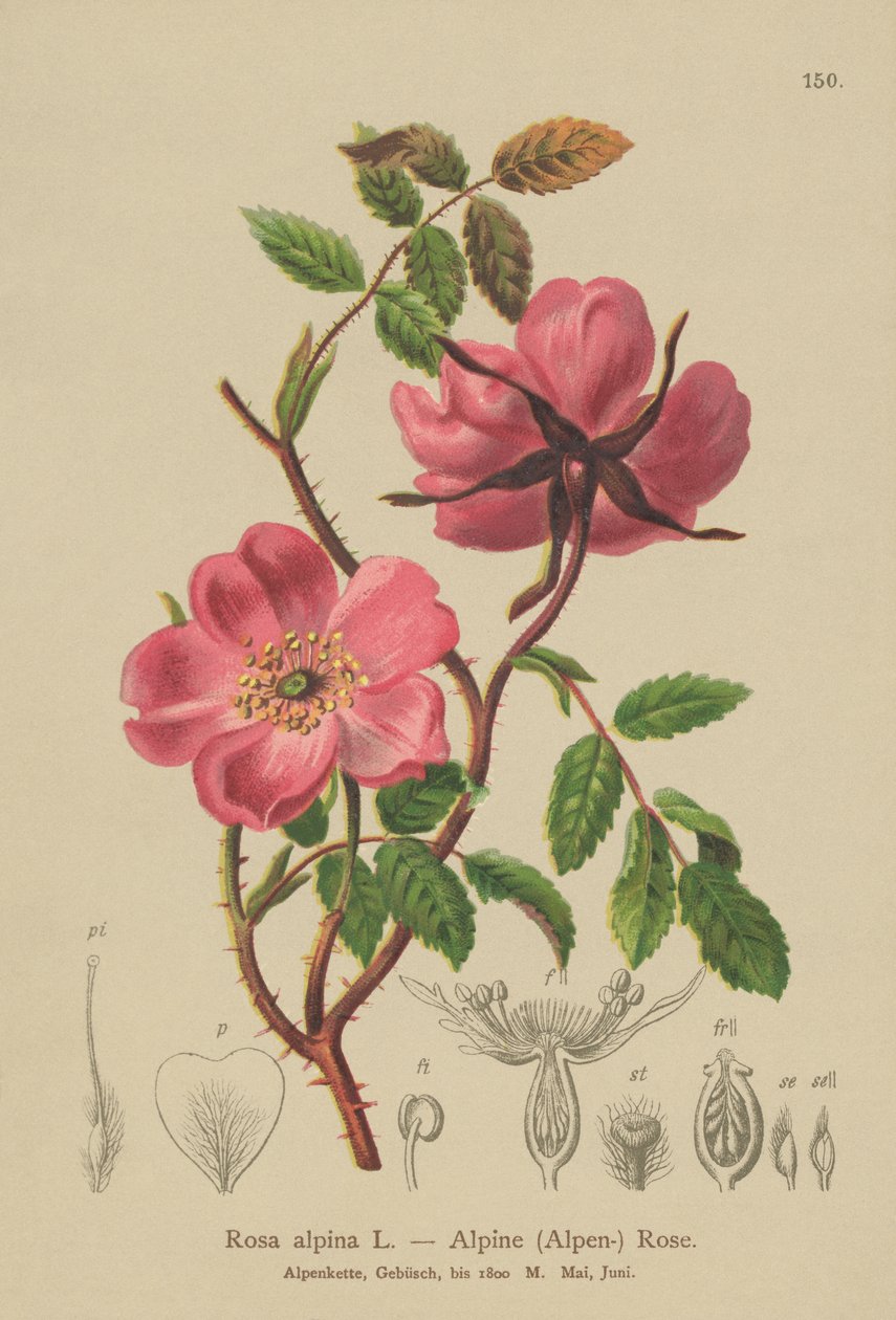 Alp Çit Gülü (Rosa alpina, Rosa pendulina) by German School