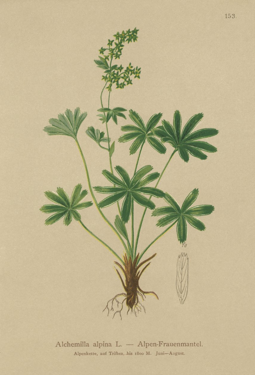 Alp Ladys-Manto (Alchemilla alpina) by German School