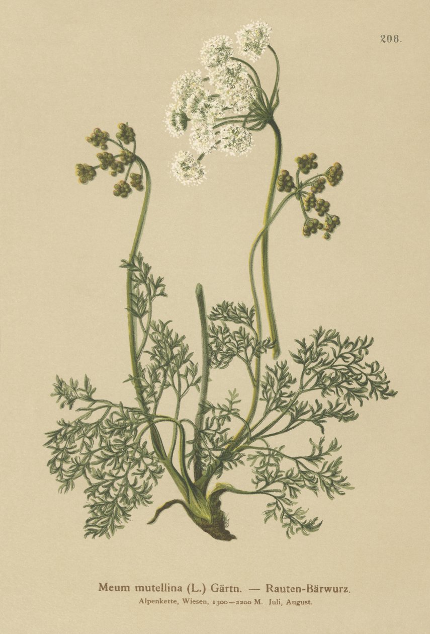 Alp Lovage (Mutellina