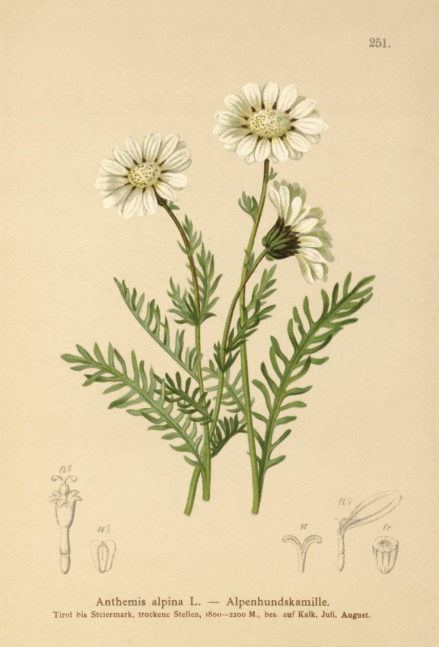 Alp Mayweed (Anthemis alpina, Achillea oxyloba subsp. schuri) by German School