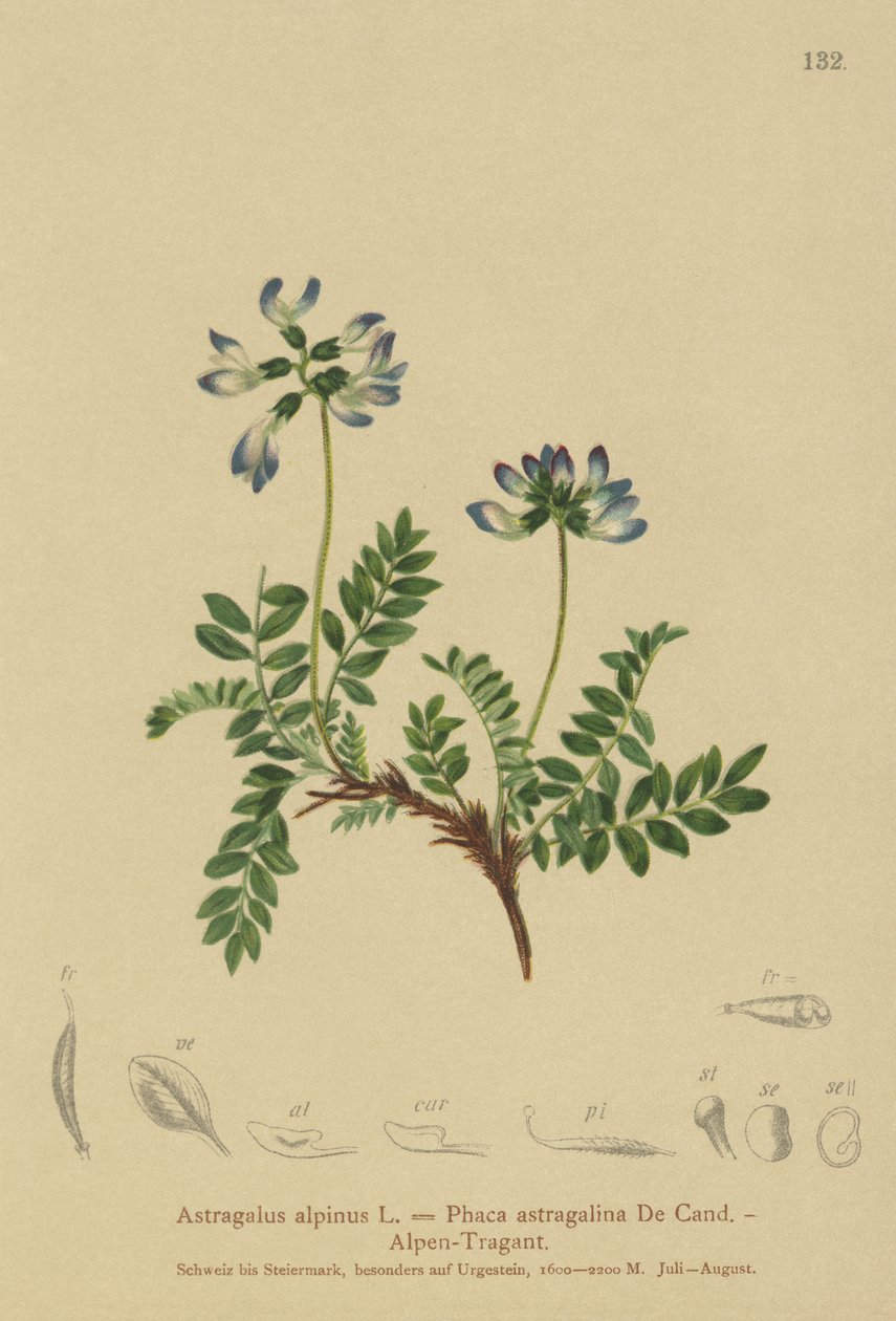 Alp Milkvetch (Astragalus alpinus, Phaca astragalina) by German School