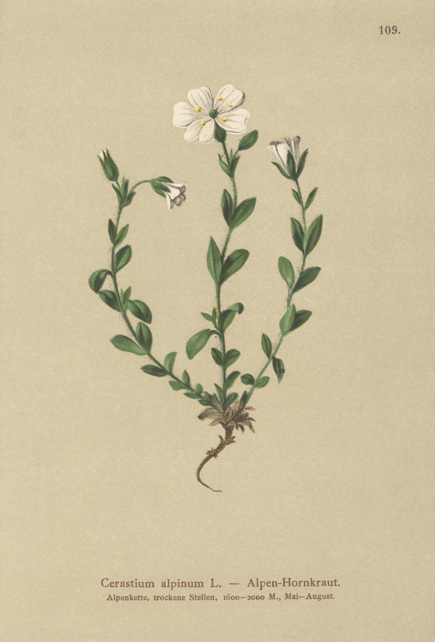 Alp Fare kulağı (Cerastium alpinum) by German School