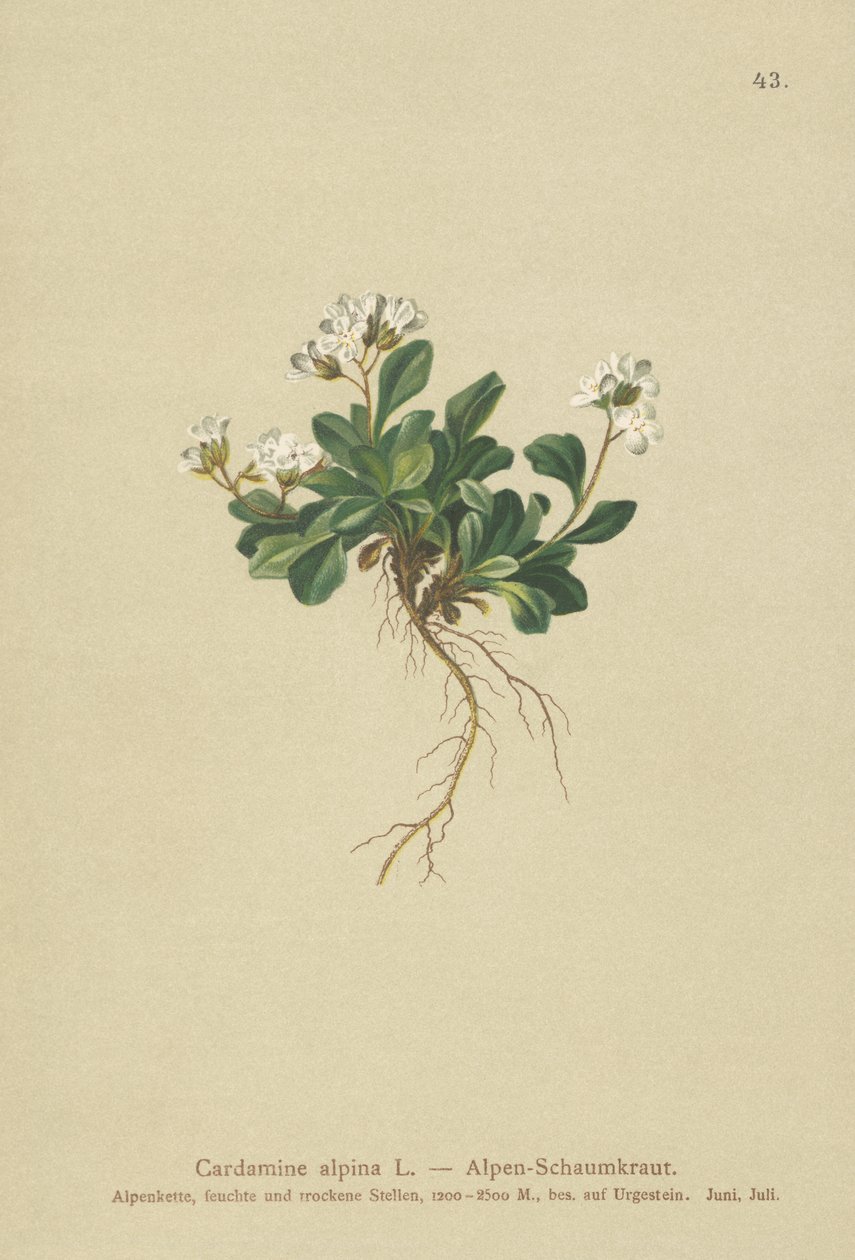 Alp Kuzey teresi (Cardamine alpina) by German School