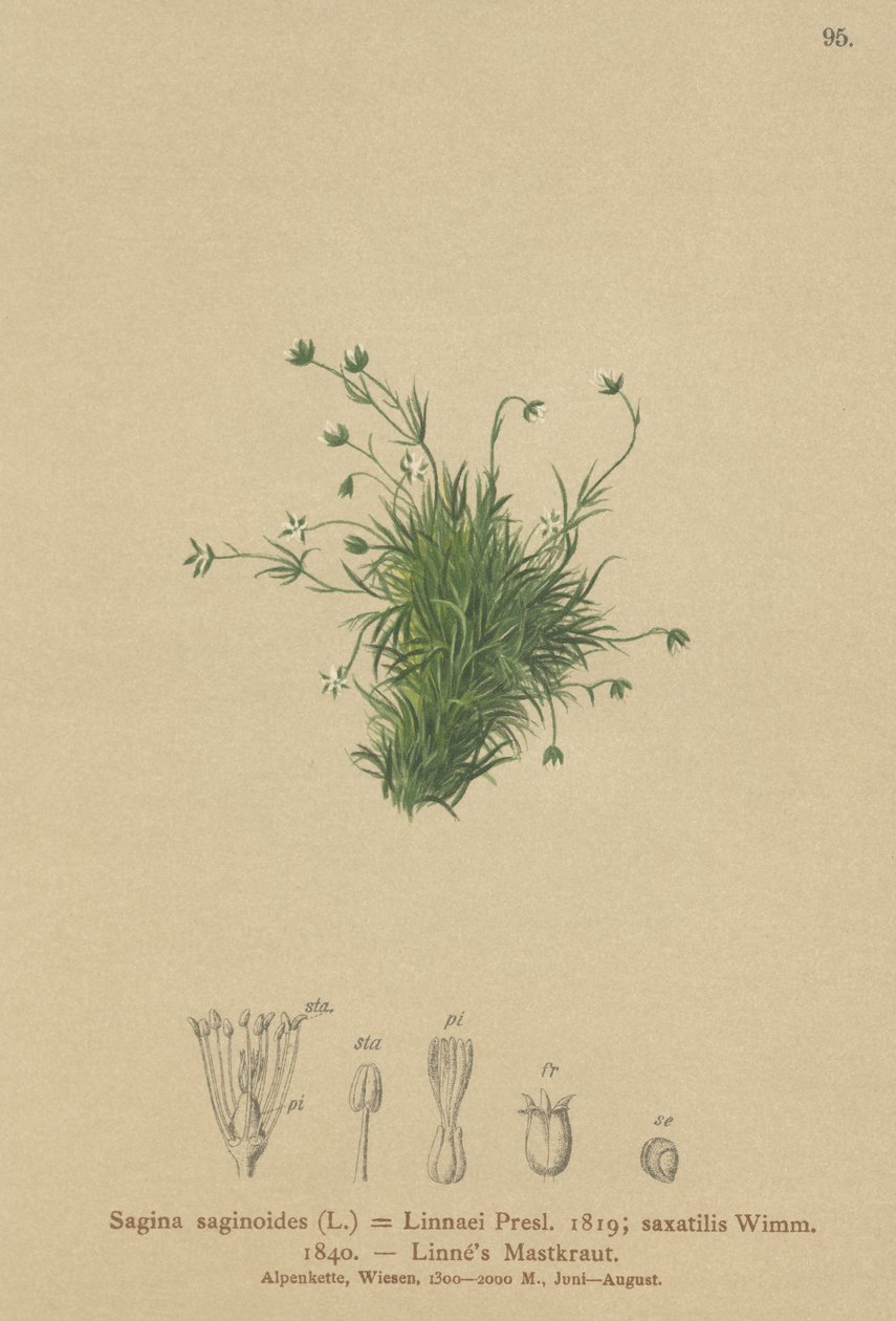 Alpin İnci otu (Sagina saginoides, Sagina Linnaei, Sagina saxatilis) by German School