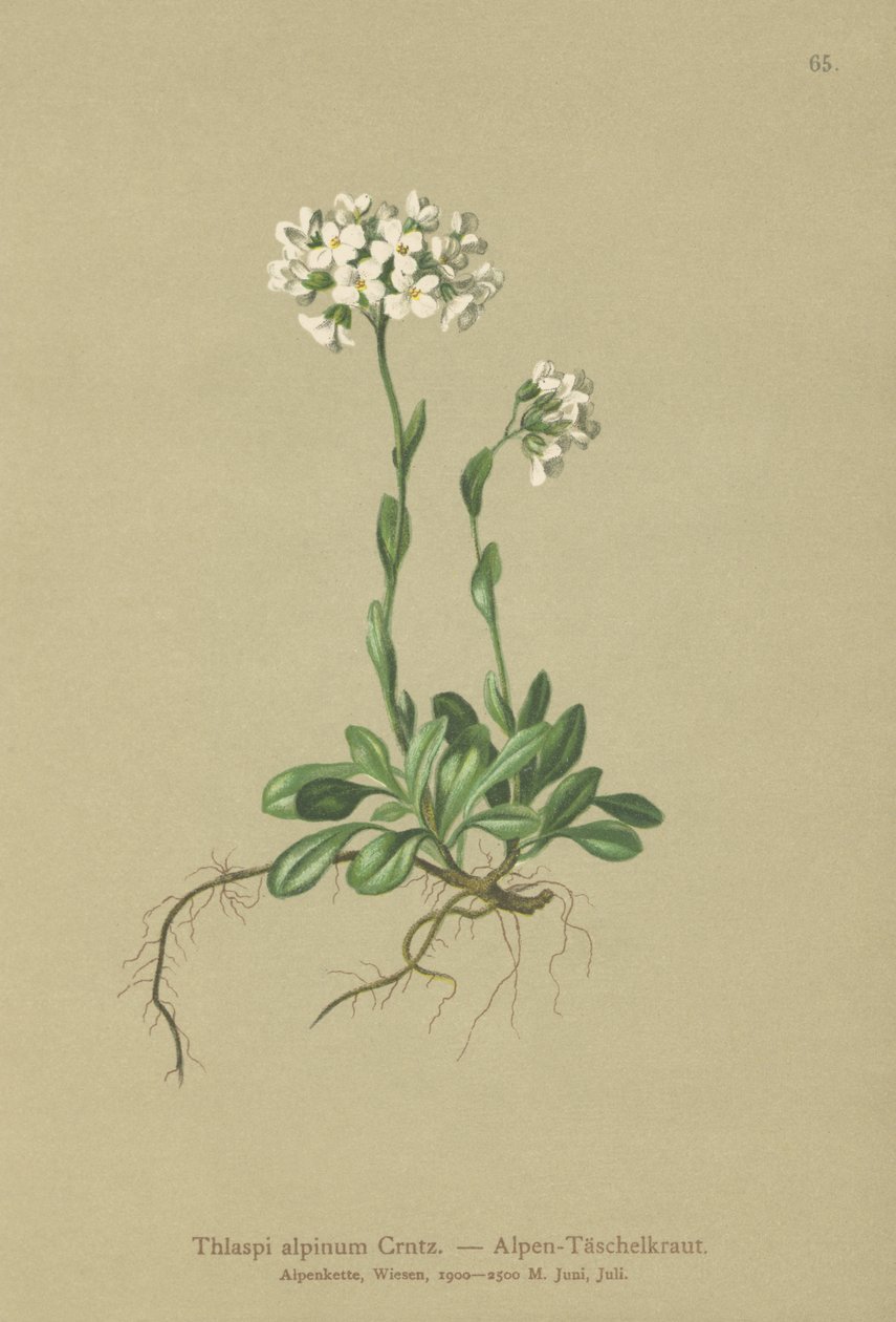 Alp Pennycress (Thlaspi alpinum, Noccaea alpestris subsp. alpestris, Thlaspi minimum, Noccaea crantzii, Thlaspi kerneri, Thlaspi alpinum var. kerneri, Thlaspi alpestre) by German School
