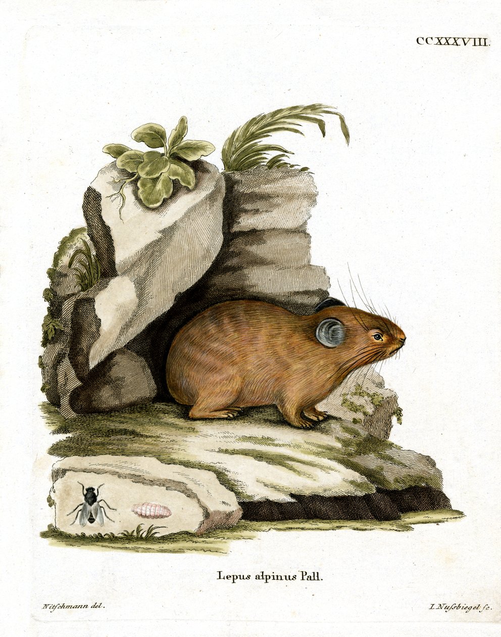 Alp Pika (renkli gravür) by German School